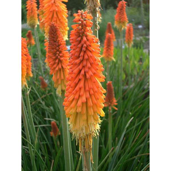 Kniphofia'Royal Castle'