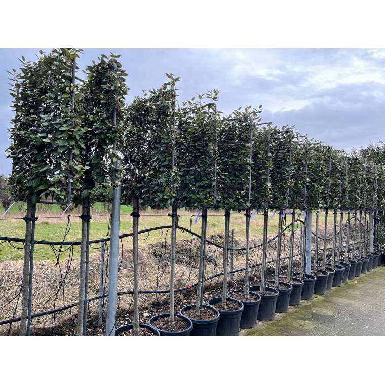 Elaeagnus ebbingei'Compacta' (Halfstam) 