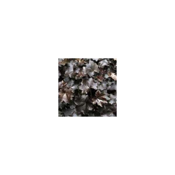 Heuchera'Blackout'