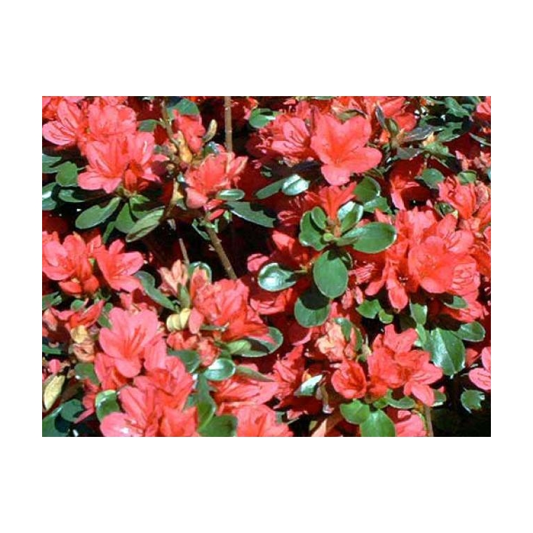 Azalea japonica'Momoko' 