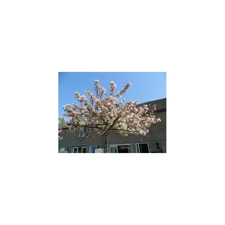 Malus'Red Sentinel' leivorm 