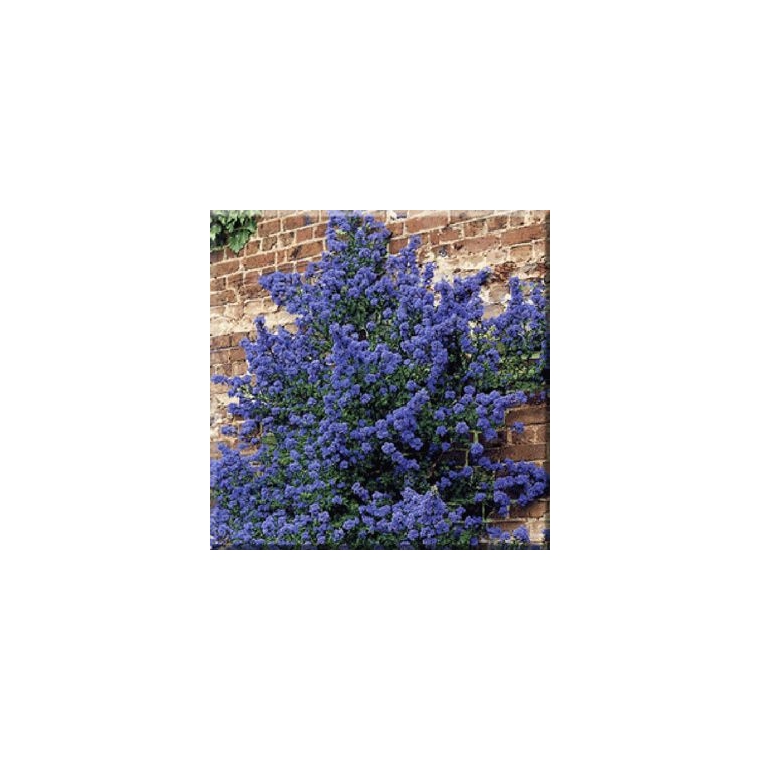 Ceanothus'Puget Blue' 