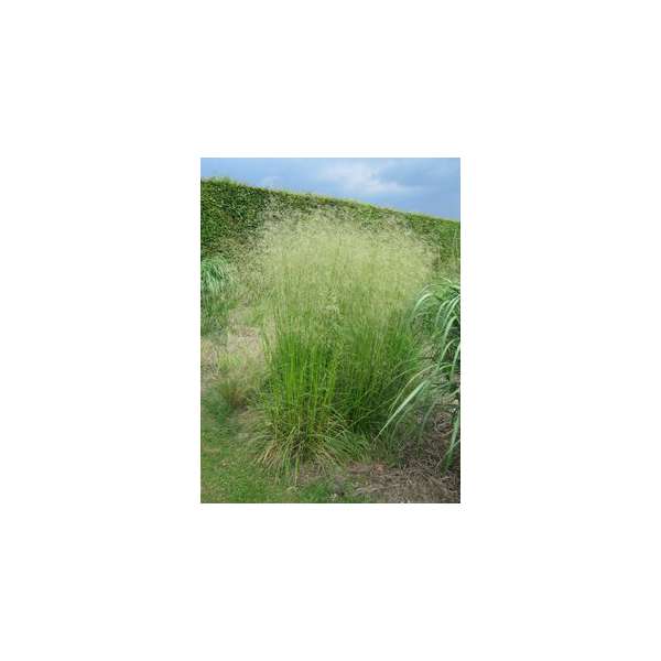 Deschampsia cespitosa'Tardiflora'