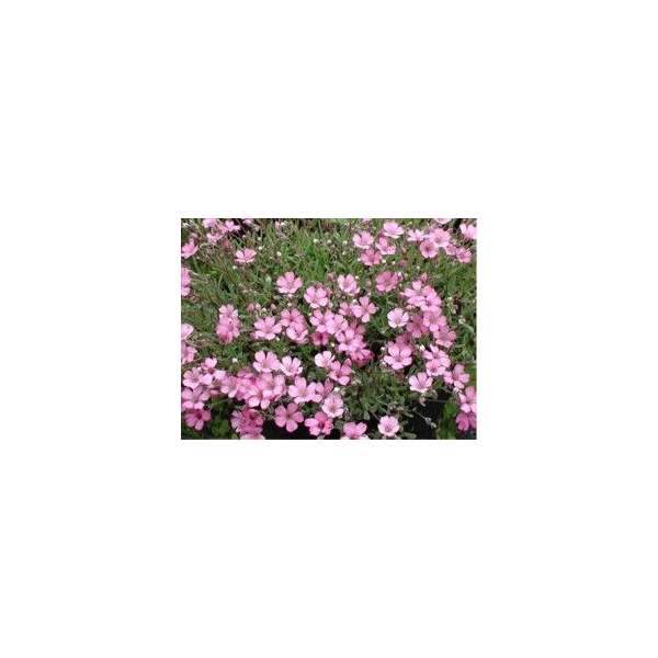 Gypsophila repens'Rosenschleier''