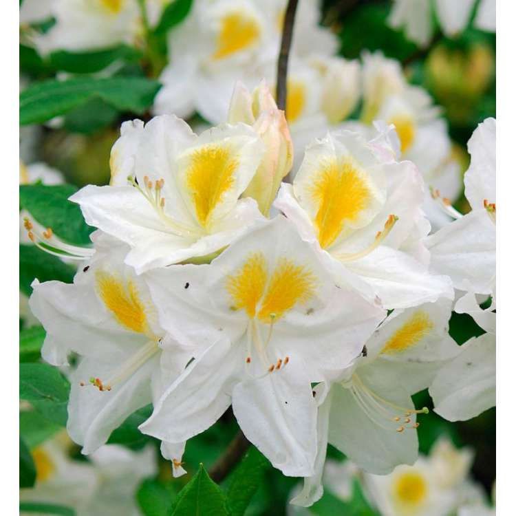 Azalea knaphill'Persil' 