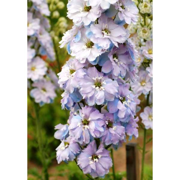 Delphinium'Gossamer' 