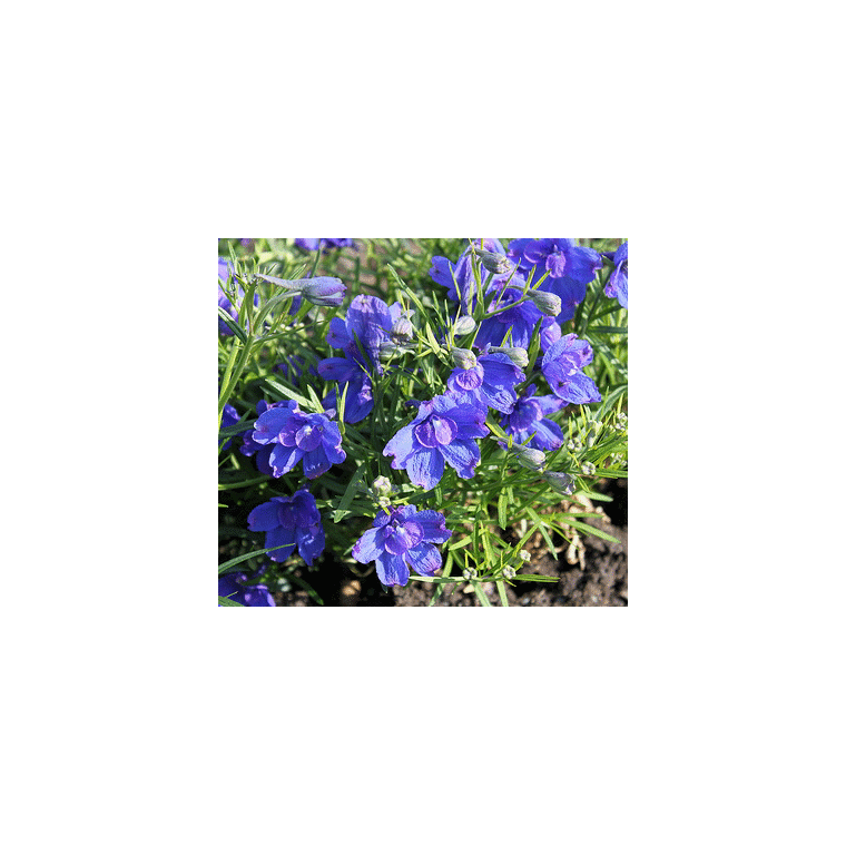 Delphinium grandiflorum'Blue Butterfly'