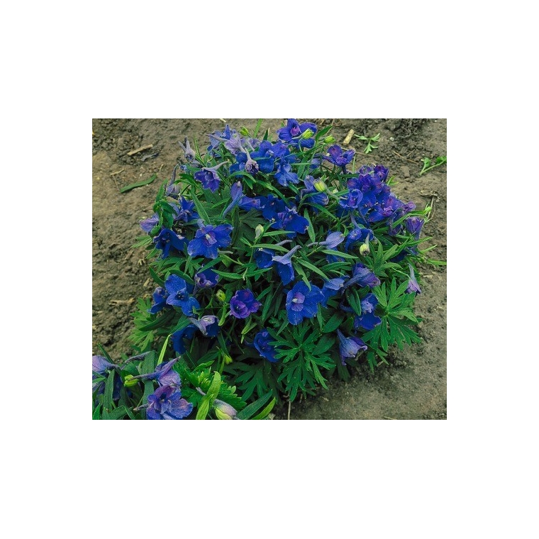 Delphinium grandiflorum'Blauer Zwerg'