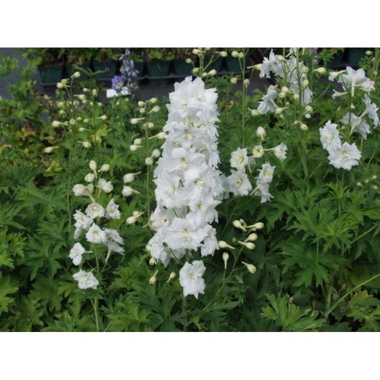 Delphinium'Diamant'