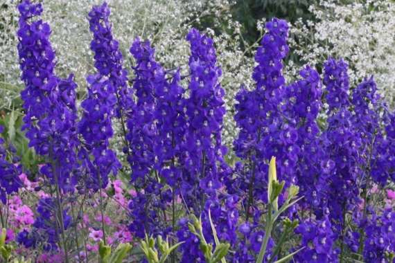 Delphinium'Atlantis'