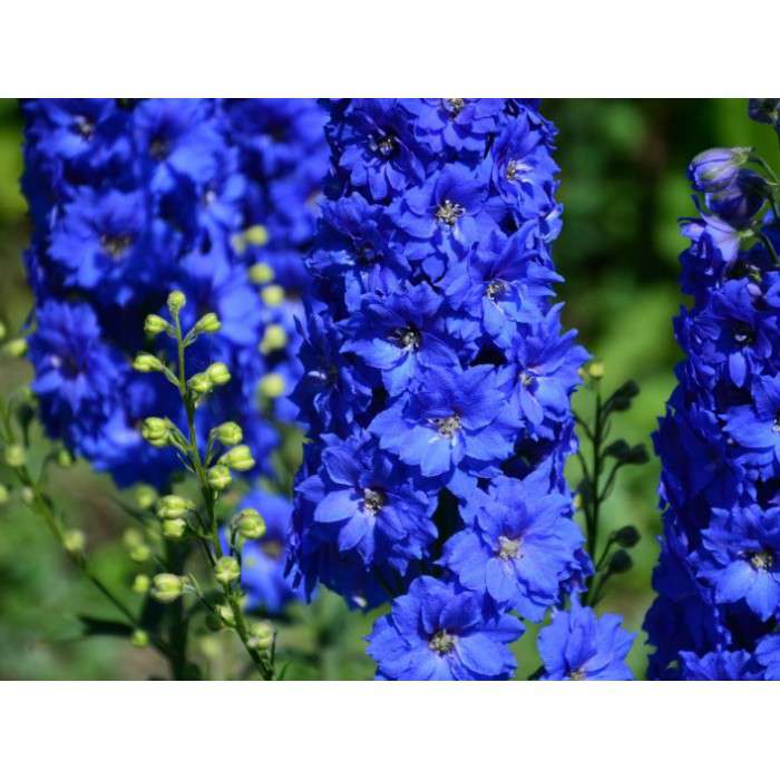 Delphinium'Delphis Holland's Glorie'