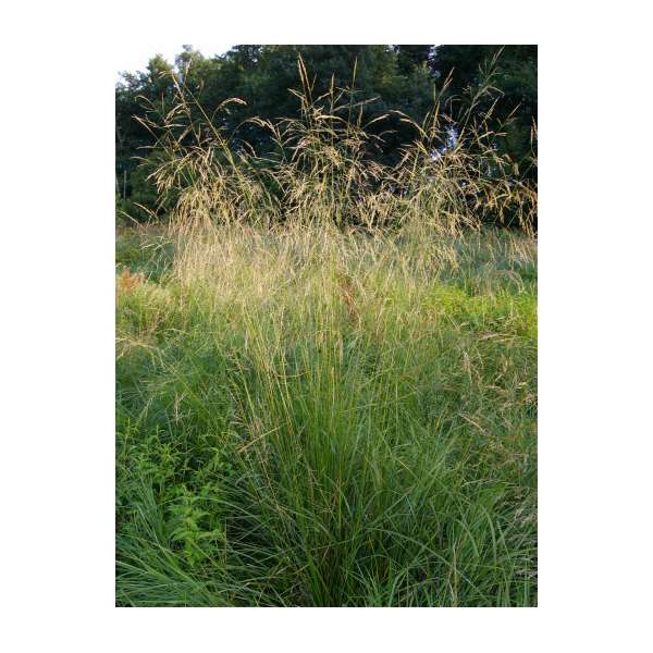 Deschampsia cespitosa'Tauträger'