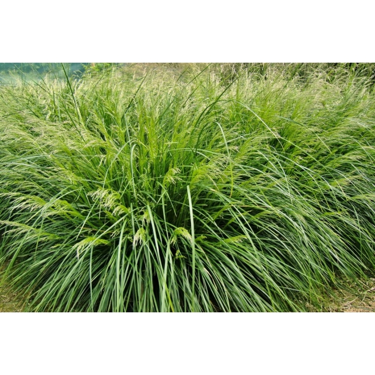 Deschampsia cespitosa'Palava'