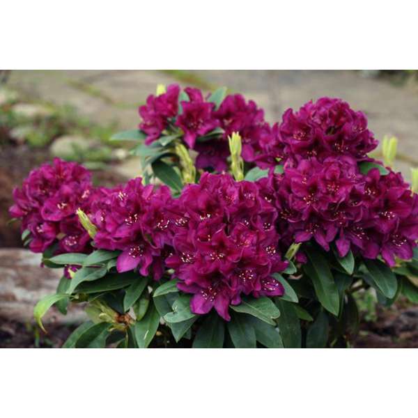 Rhododendron'Polarnacht' 