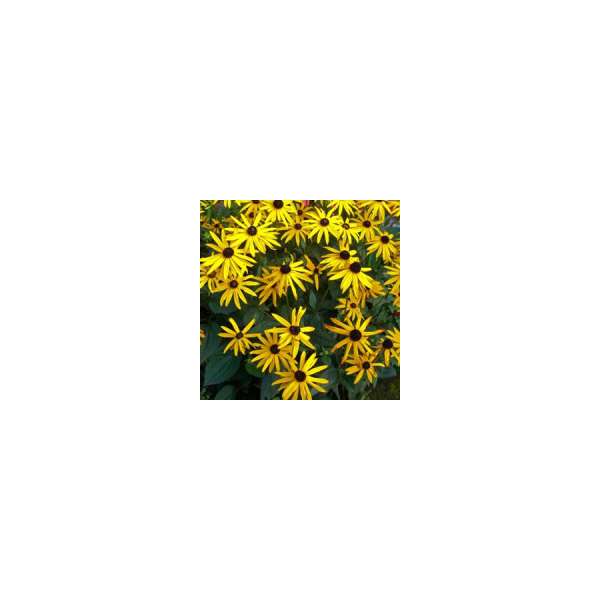 Rudbeckia fulgida'City Garden'