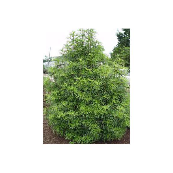 Sciadopitys verticillata 