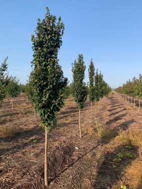 Carpinus betulus'Lucas' 