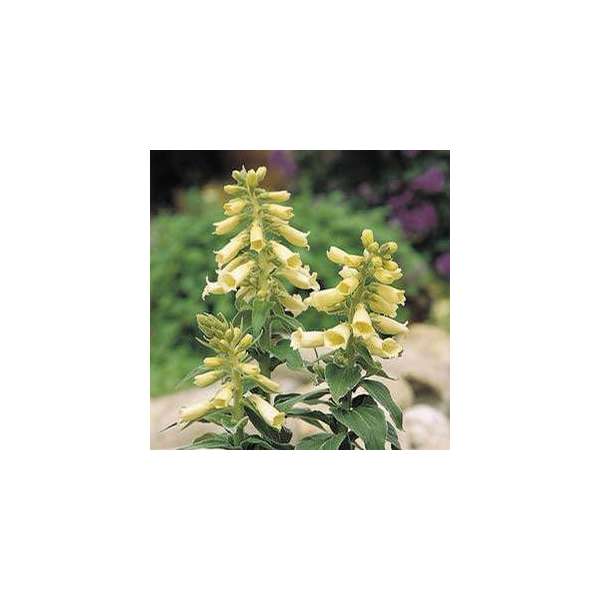 Digitalis grandiflora'Dwarf Carillion'