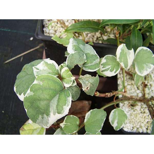 Schizophragma hydrangeoides'Shiro Fuka Fukur' 