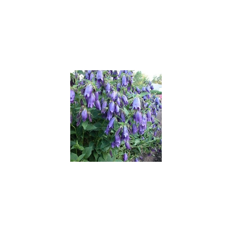Campanula'Sarastro'