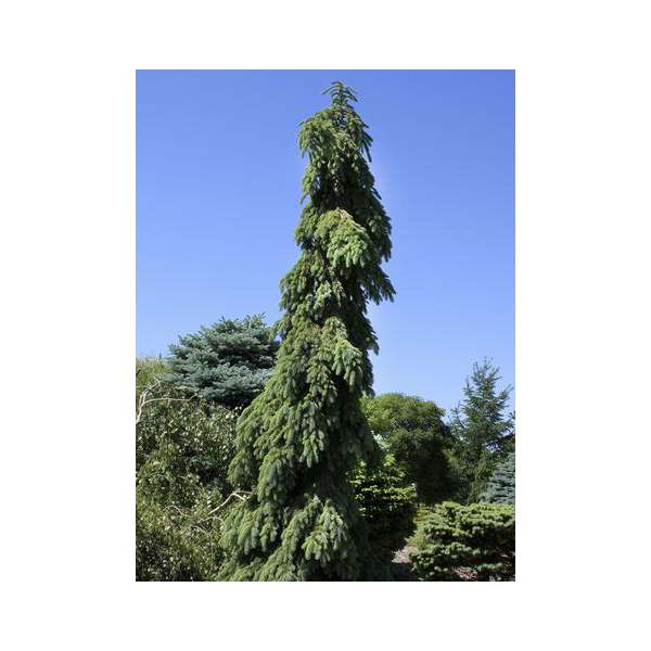 Picea omorika'Pendula' 