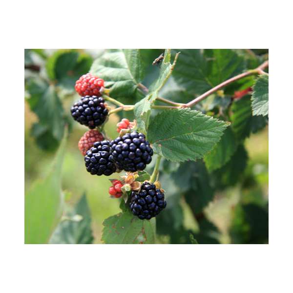 Rubus fruticosus'Triple Crown' 