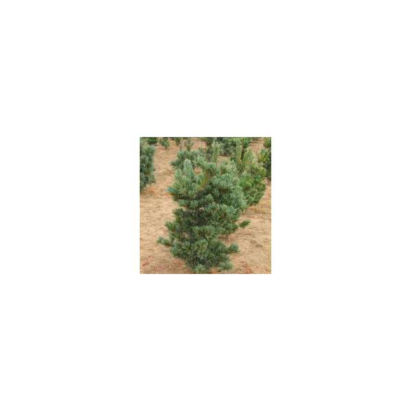 Pinus parviflora'Tempelhof' 