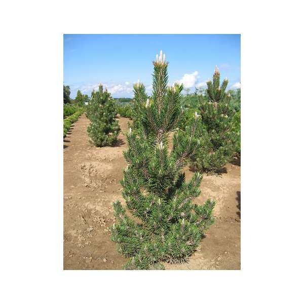 Pinus thunbergii'Kotobuki' 