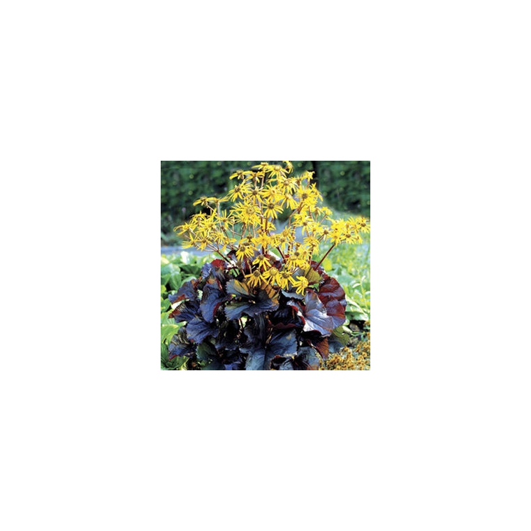 Ligularia dentata'Britt-Marie Crawford' 