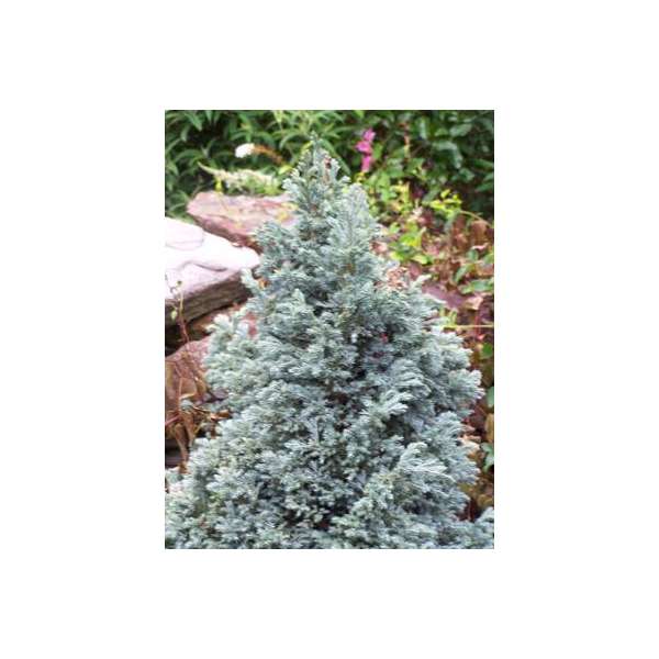 Chamaecyparis pisifira'Blue Planet' 