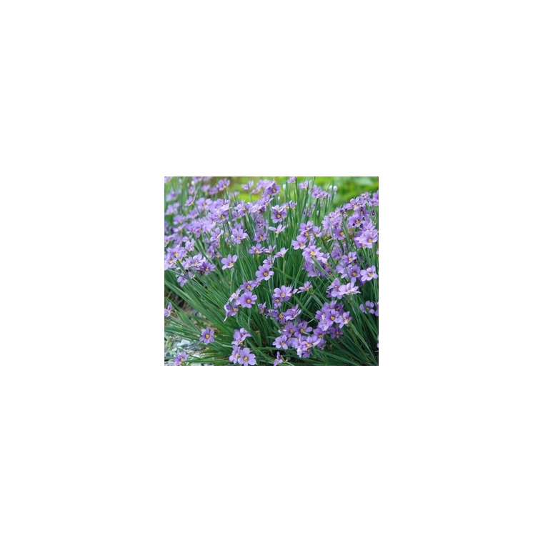 Sisyrinchium angustifolium