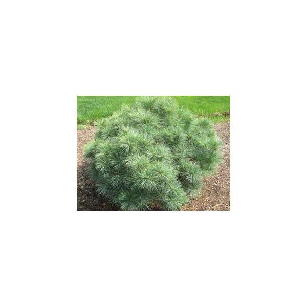 Pinus strobus'Blue Shag' 
