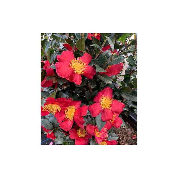 Camellia sasanqua'Yuletide'
