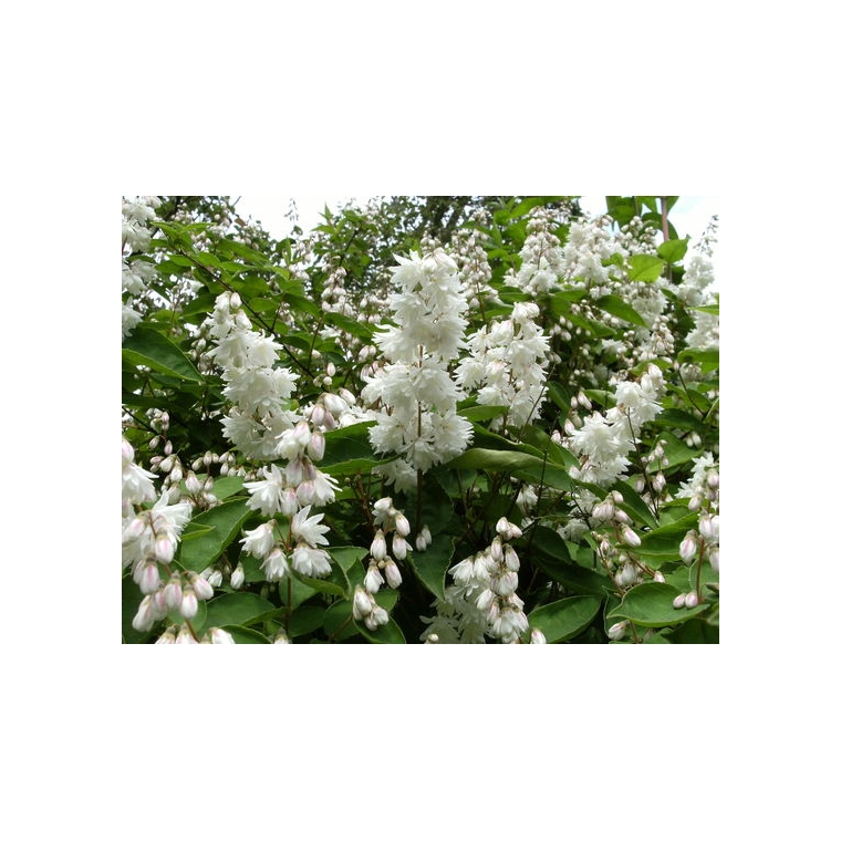 Deutzia scabra'Plena' 