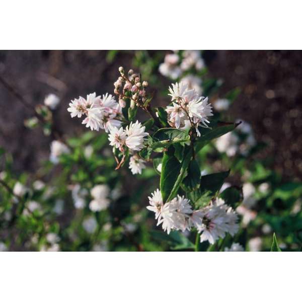 Deutzia scabra'Pride of Rochester' 