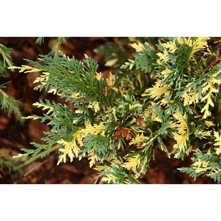 Chamaecyparis nootkatensis'Gloria Polonia' 