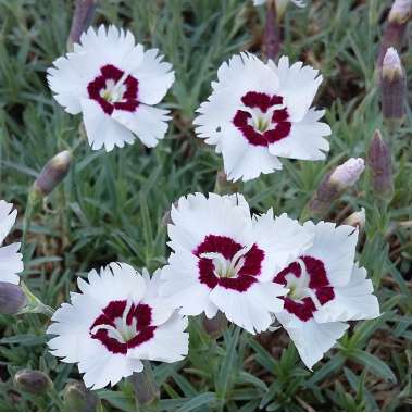 Dianthus gratianopolitanus'Starry Eyes'