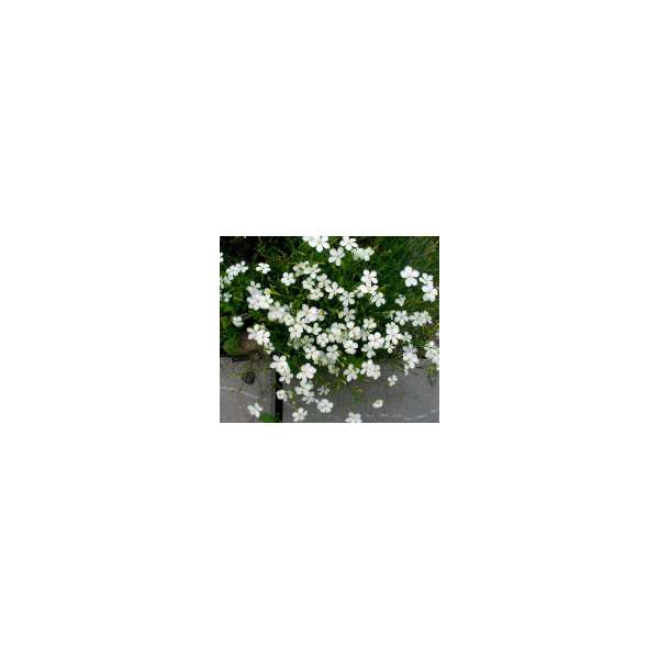 Dianthus deltoides'Albiflorus'