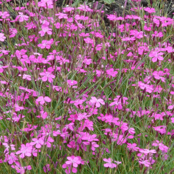 Dianthus deltoides'Rosea'