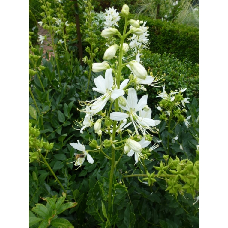 Dictamnus albus'Albiflorus'