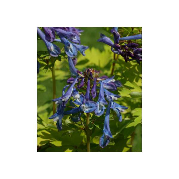 Corydalis elata'Golden spinners'