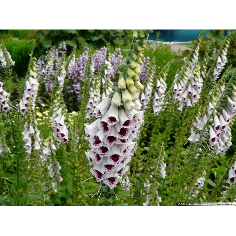 Digitalis purpurea'Pam's Choice'