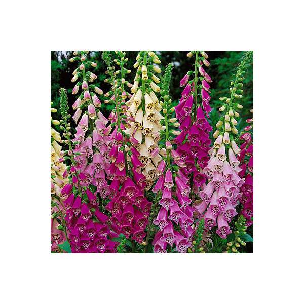 Digitalis purpurea'Foxy Hybrids'