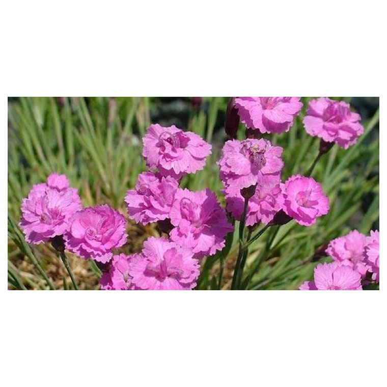 Dianthus gratianopolanitus'Pink Jewel'