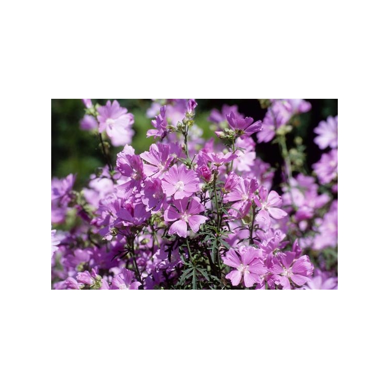 Malva alcea'Fastigiata'