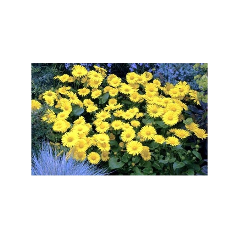 Doronicum orientale'Little Leo'