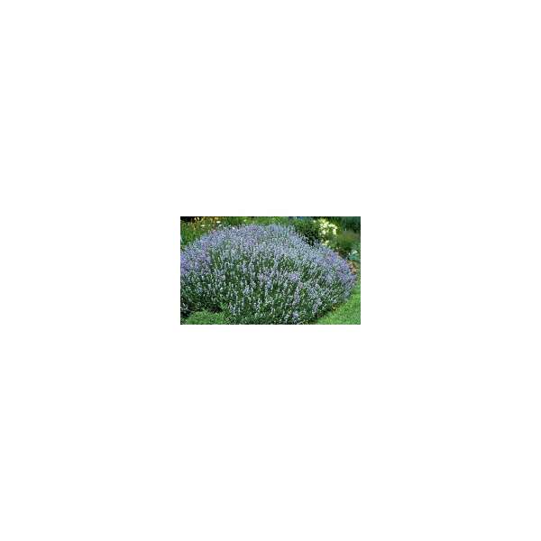 Lavandula angustifolia'Blue Cushion