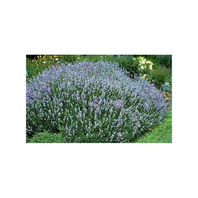 Lavandula angustifolia'Blue Cushion
