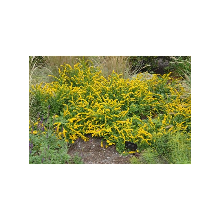 Solidago sphacelata'Golden Fleece'