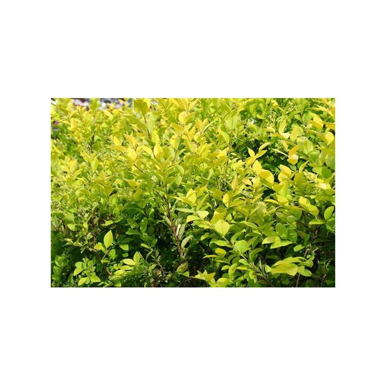 Ligustrum'Vicaryi' 